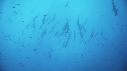 REQUIN MARTEAU, POISSONS