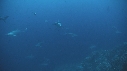 REQUIN MARTEAU, POISSONS