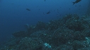 REQUIN MARTEAU, POISSONS PAPILLON