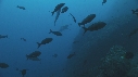 REQUIN MARTEAU, PARANTHIAS
