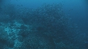 RAIE MARBREE, BANC DE POISSONS