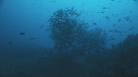 RAIE MARBREE, BANC DE POISSONS, DERMATOLEPIS