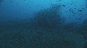 BANC DE POISSONS