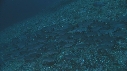 BANC DE POISSONS, POISSONS TROMPETTE