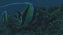 POISSON COCHET