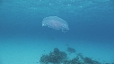 MEDUSES