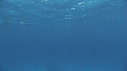 DAUPHINS, MEDUSES