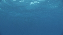 DAUPHINS