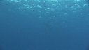 DAUPHINS