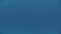 DAUPHINS