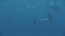 DAUPHINS