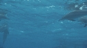 DAUPHINS