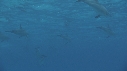 DAUPHINS