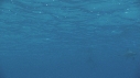 DAUPHINS