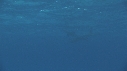 DAUPHINS