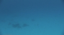 DAUPHINS
