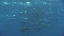 DAUPHINS