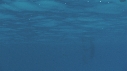 DAUPHINS