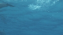 DAUPHINS