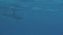 DAUPHINS