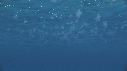 MEDUSES