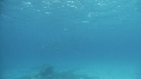 DAUPHINS