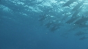 DAUPHINS