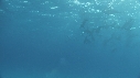 DAUPHINS