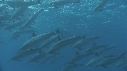 DAUPHINS