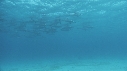 DAUPHINS