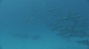 DAUPHINS