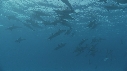 DAUPHINS