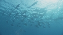 DAUPHINS