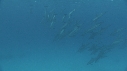 DAUPHINS, SARDINES