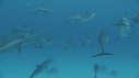 DAUPHINS
