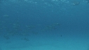DAUPHINS