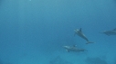DAUPHINS