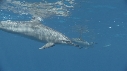 DAUPHINS