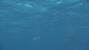 DAUPHINS