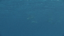 DAUPHINS