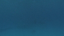 DAUPHINS