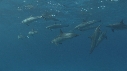 DAUPHINS