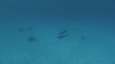 DAUPHINS