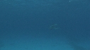 DAUPHINS