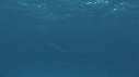DAUPHINS