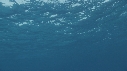 DAUPHINS