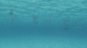 DAUPHINS