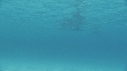 DAUPHINS
