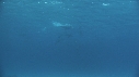 DAUPHINS