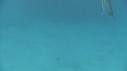 DAUPHINS
